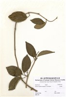 藏品(紫鈴藤)的圖片